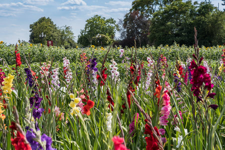 Field with colorful gladiolus flowers that customers can cut off themselves. Offered this way often in Germany.の写真素材