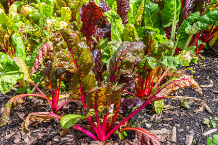 Beetroot plants in a vegetable gardenの写真素材