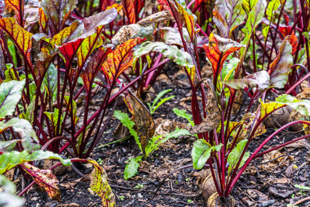 Beetroot plants in a vegetable garden
