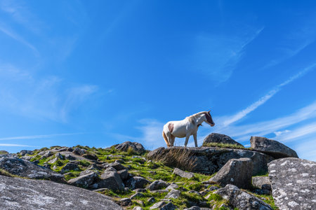 Wild horse in Cornwall, England on the Rough Tor on Bodmin Moor. Rough Tor or Roughtor is a tor on Bodmin Moor, Cornwall, England, and is Cornwall's second highest point. Copyspace.の写真素材