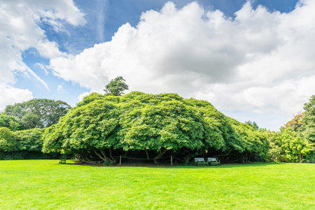 Small forest of densely planted giant rhododendrons in summer, after floweringの写真素材