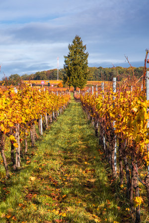 Landscape with grape vines in autumn, blue sky, verticalの写真素材
