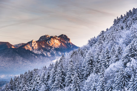Mountain peak behind snow-covered fir trees illuminated by the setting sunの写真素材