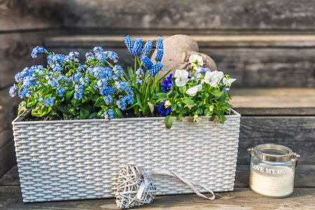 White flower box with blue forgetmenots, mini hyacinths and pansies on wooden background.の写真素材