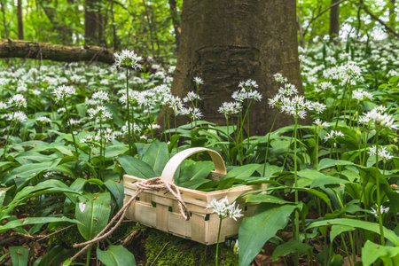 Freshly picked wild garlic in a wooden basket in the forest. Spring autumn. Vegan healthy cuisine.の写真素材