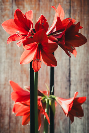 Red amaryllis with strong light and shadow contrasts, verticalの写真素材