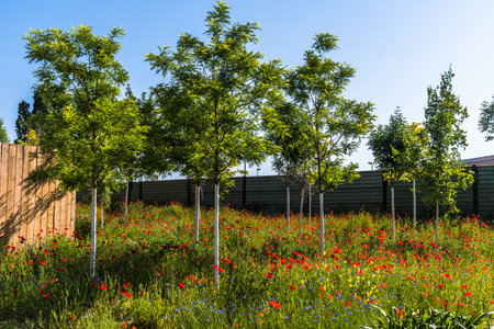 Young trees in colorful meadow with red poppies and blue immortelles.