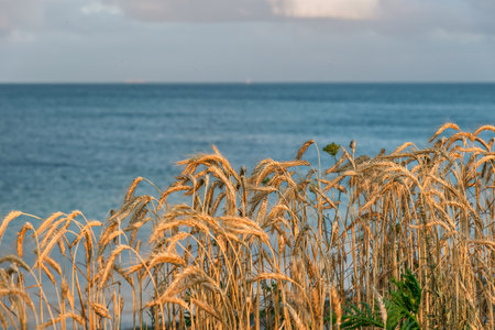 Grains on the steep coast at Baltic Sea in Germanyの写真素材
