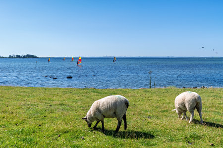 Sheeps on a dike on the German Baltic Sea island Fehmarn. In the background a lot of kite and wind surfers.の写真素材
