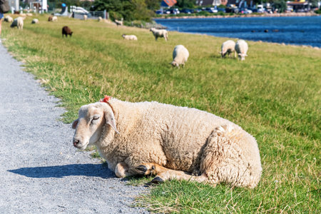 Sheep on a dike on the German Baltic Sea island Fehmarn.の写真素材