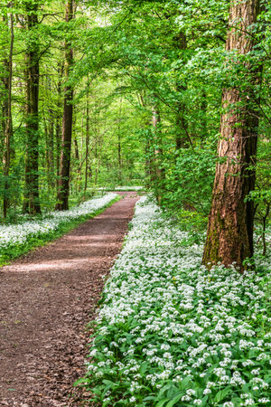 White, fragrant wild garlic flowers in the forest, vertical