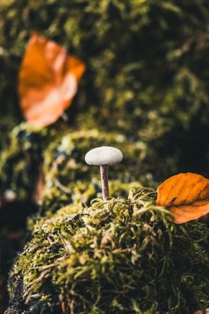 Single mushroom in the moss in the autumn forest, verticalの写真素材