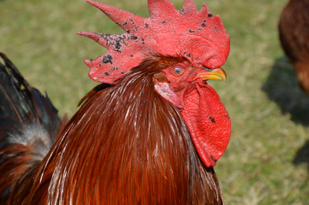 Close-up of the head of a rooster, side portraitの写真素材