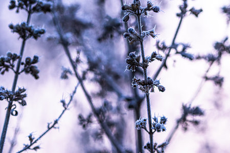 Frosty branches on a cold, sunny winter morningの写真素材