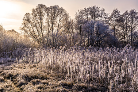 Landscape with bushes and grasses on a frosty early winter morningの写真素材