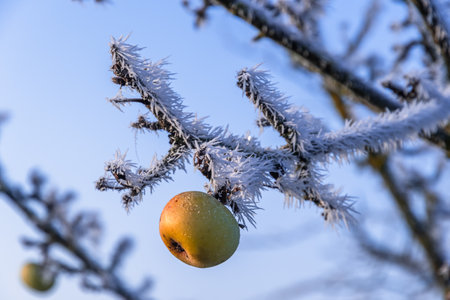 Apple tree with an apple from summer on a frosty sunny winter morningの写真素材