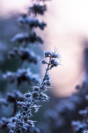 Frosty branches on a cold, sunny winter morning, verticalの写真素材