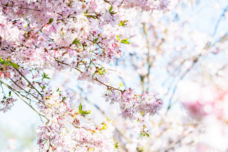 Close-up of delicate cherry blossom branches, colors in soft pink and white
