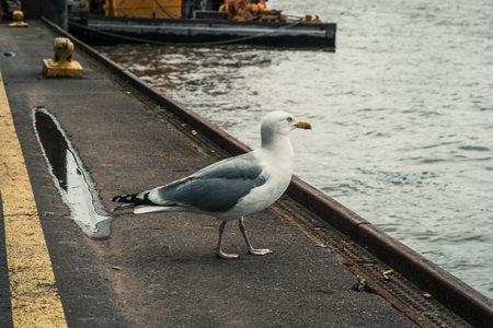 Seagull on the shore of an industrial port.の写真素材