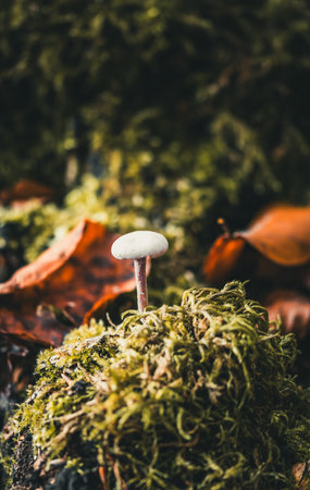 Single mushroom in the moss in the autumn forest.
