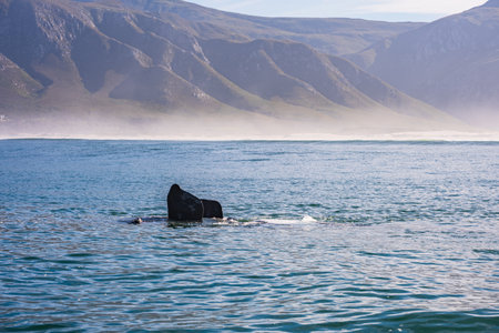 Whales in Hermanus Bay, South Africa. Mother with baby.