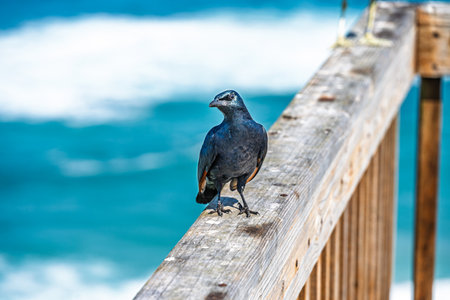 A red-winged starling (Onychognathus morio) on the coast of Robberg Nature Reserve, Garden Route, South Africaの写真素材