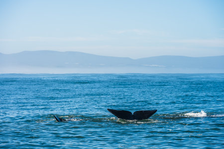 Whales in Hermanus Bay, South Africa. Mother with baby.の写真素材