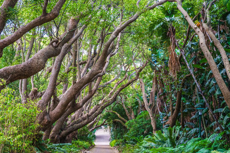 Large tropical trees in a botanical garden in South Africaの写真素材