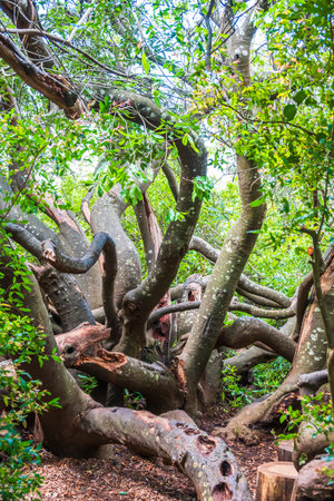Trunk and branches of an old tropical tree in South Africa, verticalの写真素材