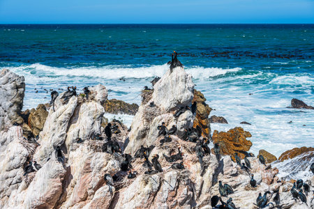 Colony of Cape cormorants nesting in the rocks on the coast. Betty's Bay, South Africaの写真素材