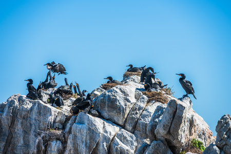 Colony of Cape cormorants nesting in the rocks on the coast. Betty's Bay, South Africaの写真素材