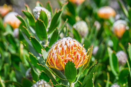 Pincushion Protea Flowers, photographed in Kirstenbosch Botanical Gardens in Cape Town, South Africa
