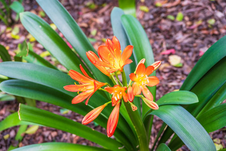 Clivia miniata, the Natal Lily or Bush Lily. Close up of flower Clivia miniata. South African...