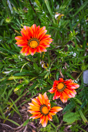 Asteraceae gazania 'Large Maroon' is a species of flowering plant in family Asteraceae. It is a low-growing herbaceous perennial native to Southern Africa.の写真素材