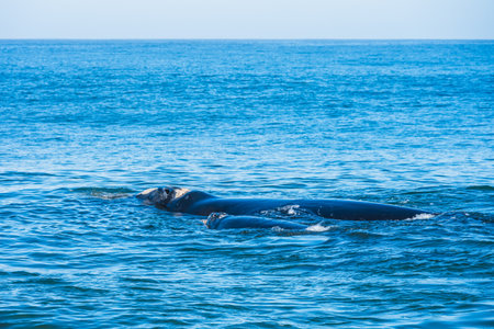 Whales in Hermanus Bay, South Africa. Mother with baby.の写真素材