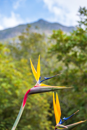 Bird of Paradise Flower in a Botanical Garden in South Africa, verticalの写真素材