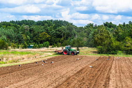 Several storks follow a tractor that is plowing a field, a typical picture in a region rich in...