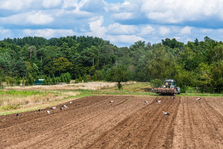 Several storks follow a tractor that is plowing a field, a typical picture in a region rich in storksの写真素材