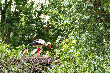 Stork bird with chicks in their nest in early summer