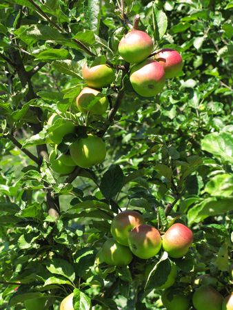 a few apples on a treeの写真素材