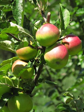 a few apples on a treeの写真素材
