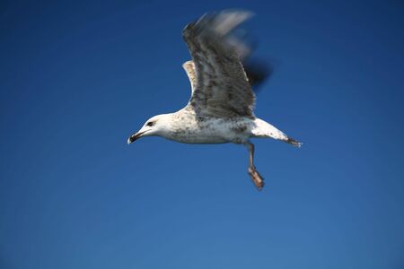 seagullの写真素材