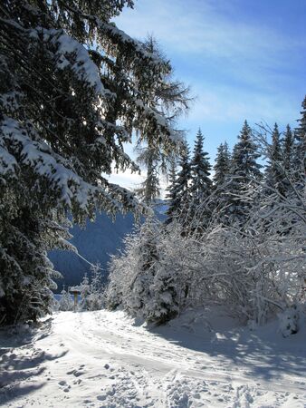 Winter in austria 2010の写真素材