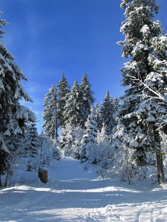 Winter in austria 2010の写真素材