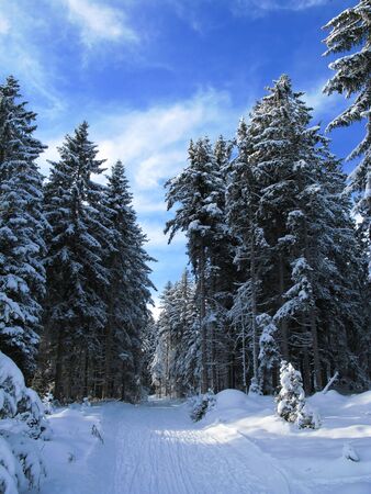 Winter in austria 2010の写真素材
