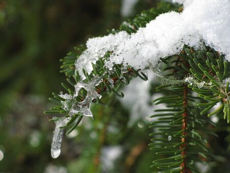 tree in winter in tirolの写真素材