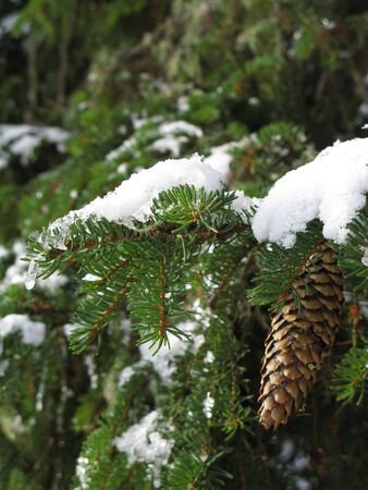 tree in winter in tirolの写真素材