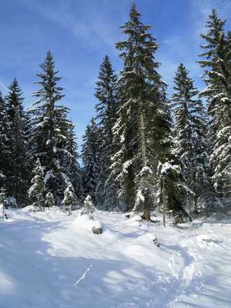 Winter in austria 2010の写真素材