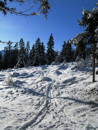 Winter in austria 2010の写真素材