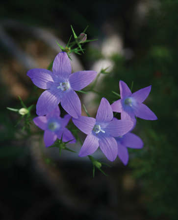 blue flowerの写真素材
